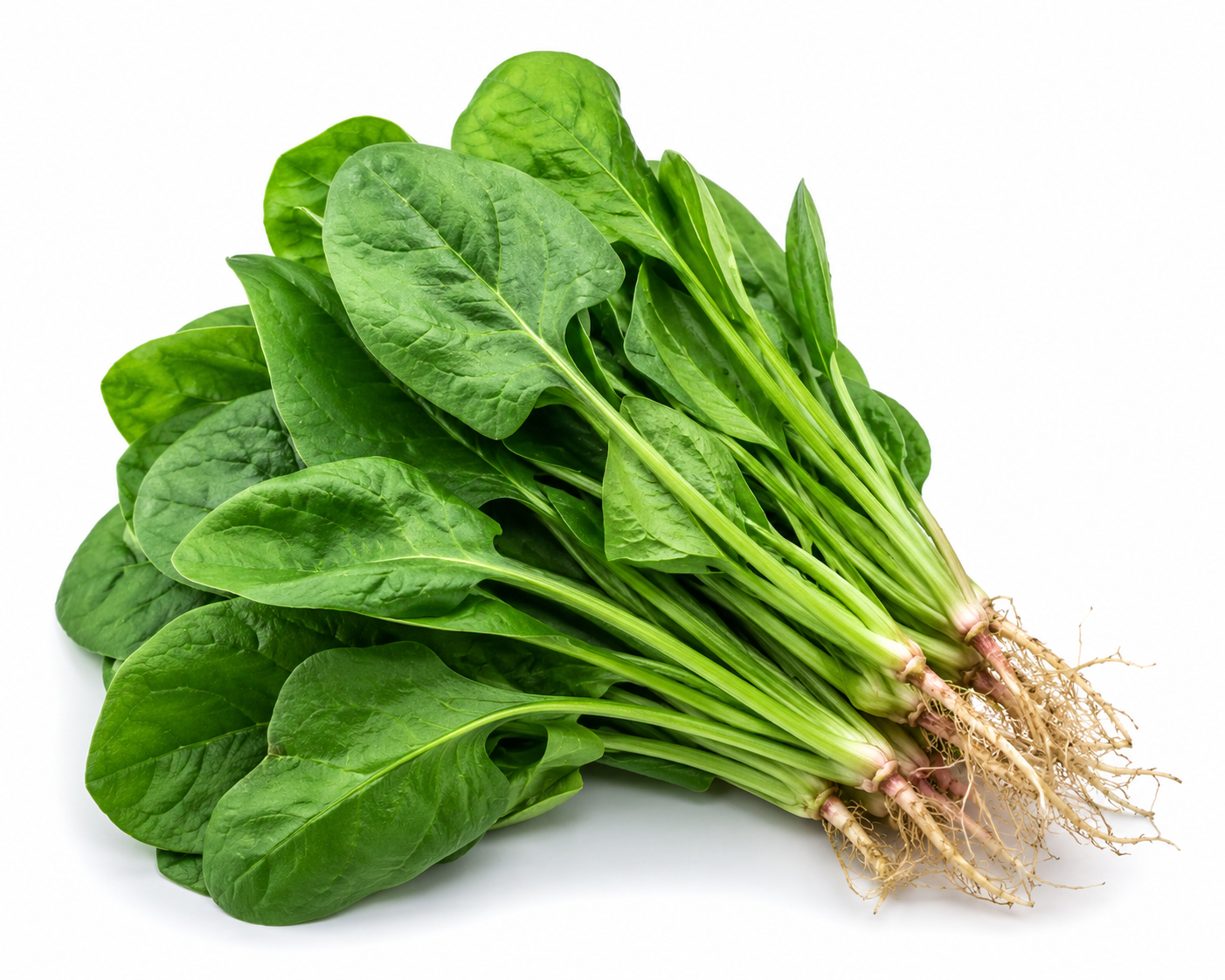 Fresh organic spinach with vibrant green leaves and natural roots isolated on a white background.