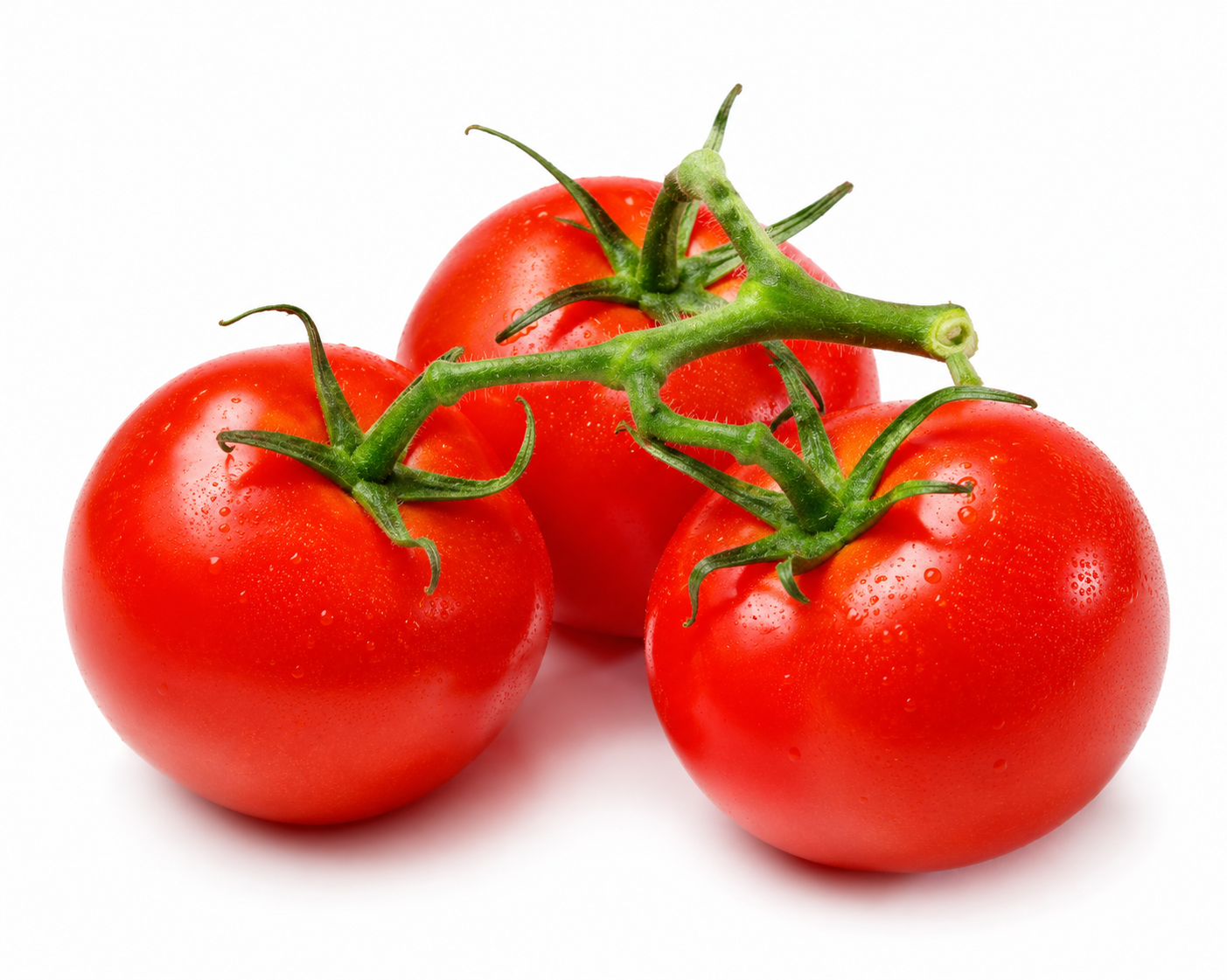 Fresh ripe red tomatoes on the vine with green stems isolated on a white background.
