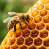 Honey Bee on Natural Honeycomb Honey bee collecting nectar on a fresh natural honeycomb surrounded by a healthy beekeeping environment.