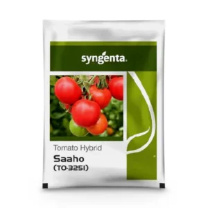 Saaho (TO-3251) Tomato Seeds | High Yield Hybrid Seed by Syngenta